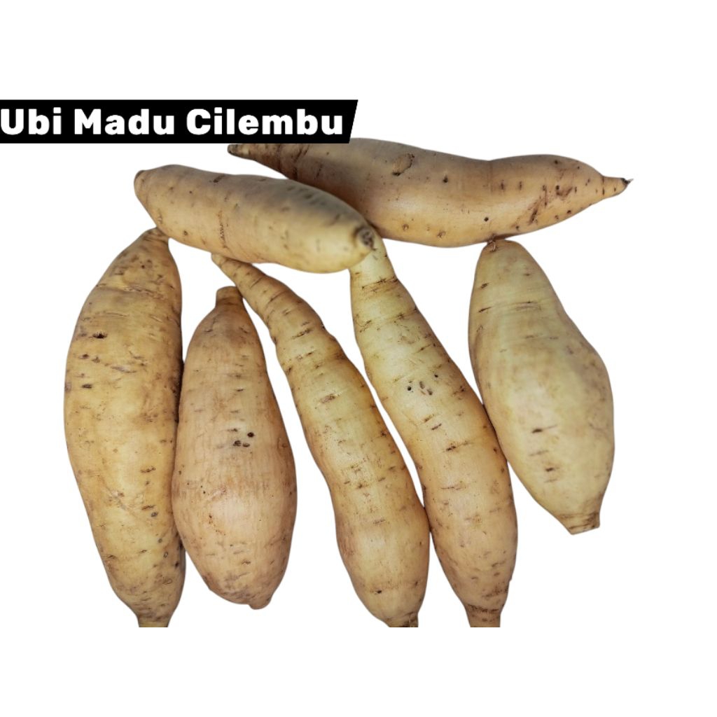 Ubi madu Cilembu Simanis legit berat 1kg
