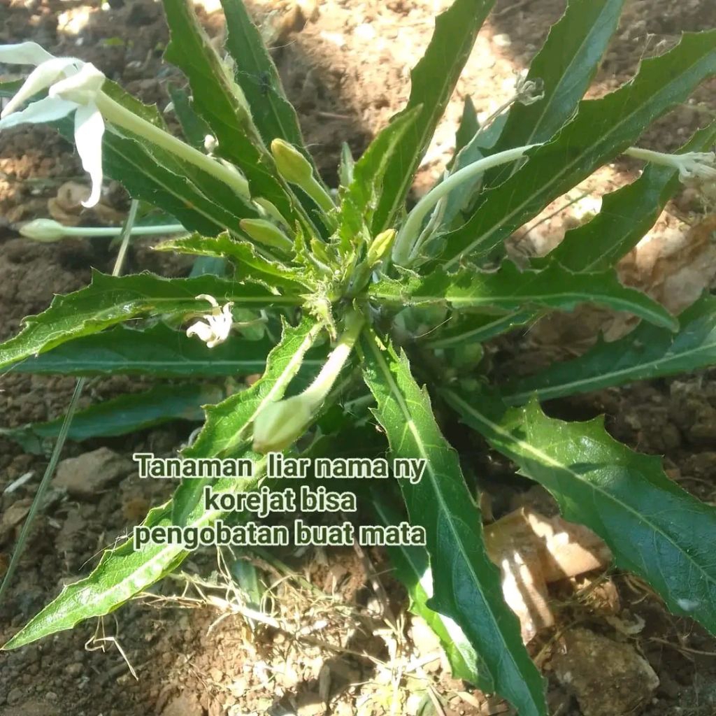 

daun katarak fers per 5 lembar di petik dadakan