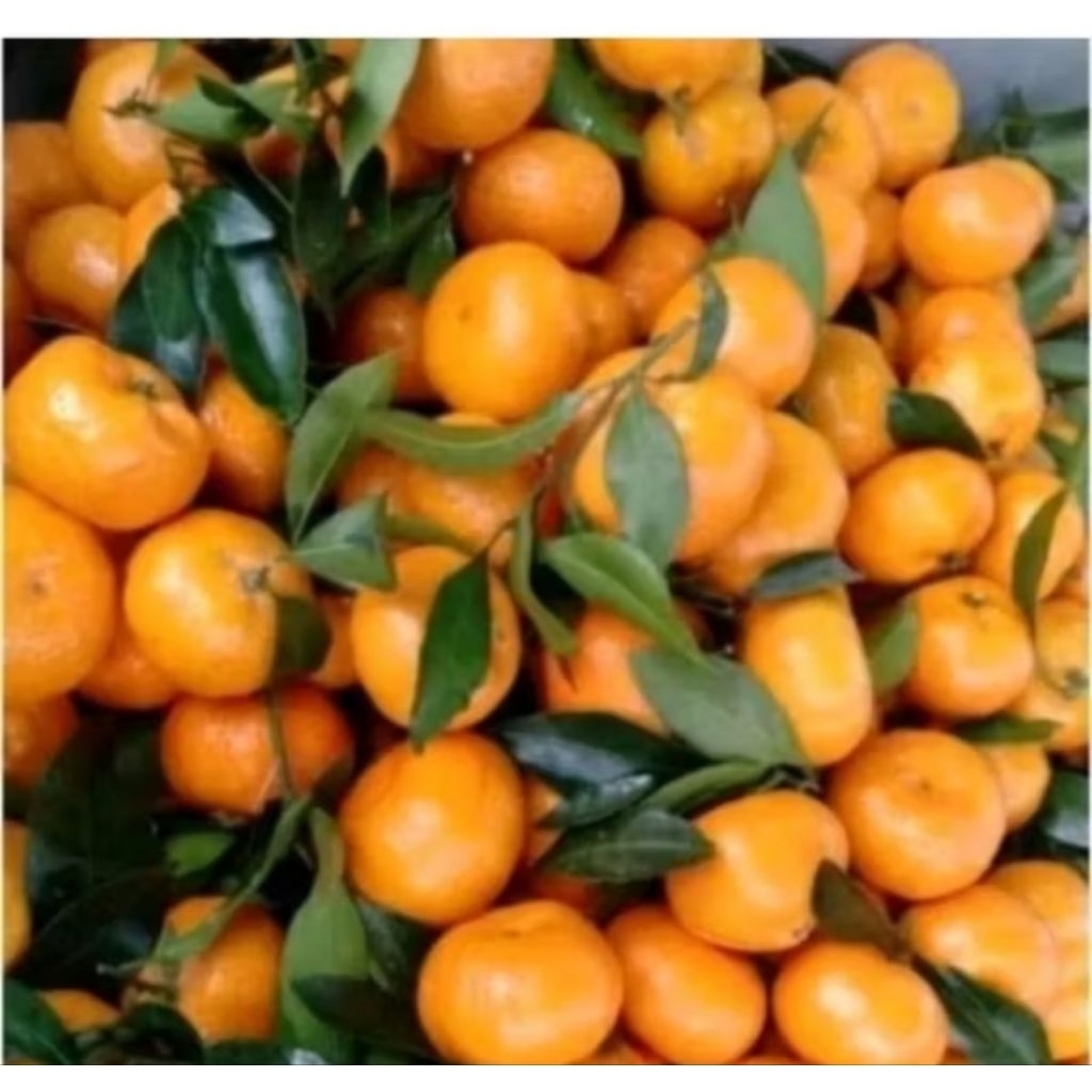 

Jeruk shantang Segar