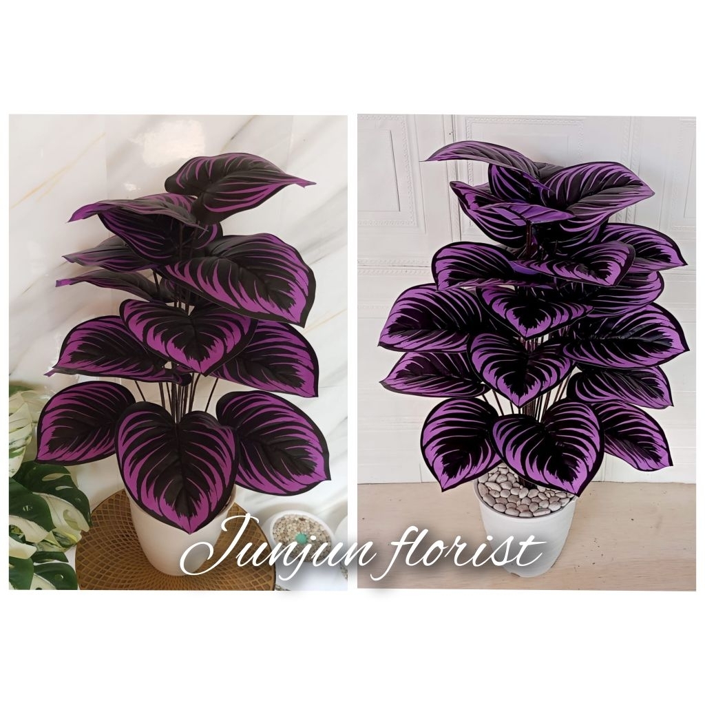 tanaman hias plastik keladi ubi ungu