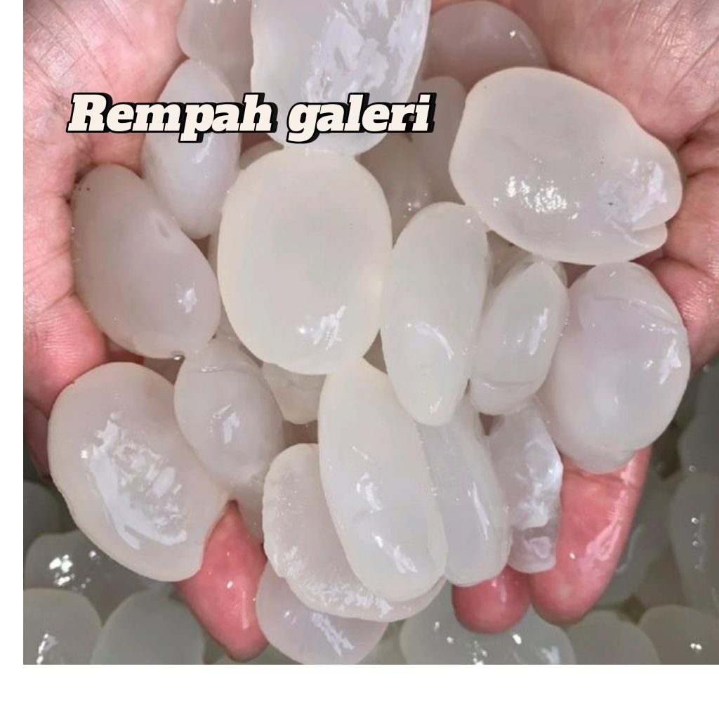 

Kolang Kaling super 1kg mentah terlaris fresss siap masak