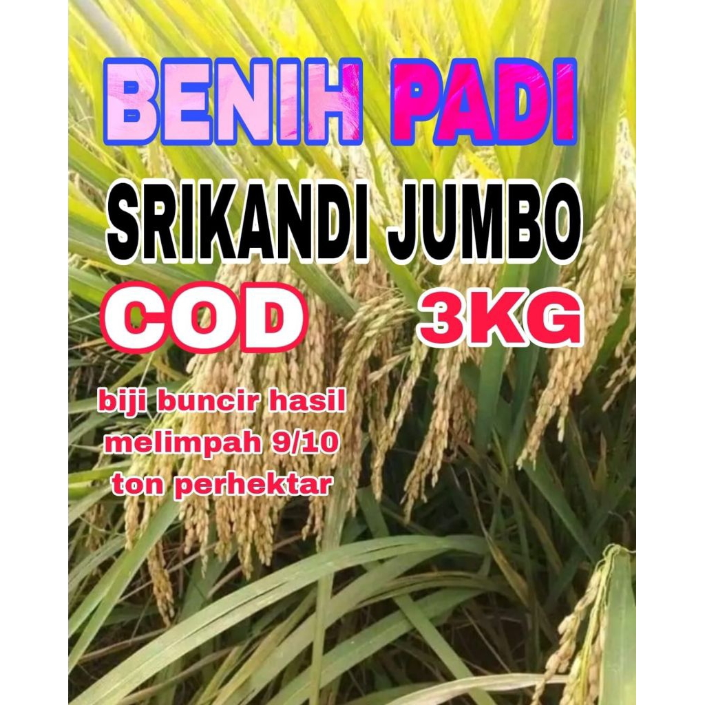 BENIH PADI 3KG SRIKANDI JUMBO BERSERTIFIKAT ORIGINAL