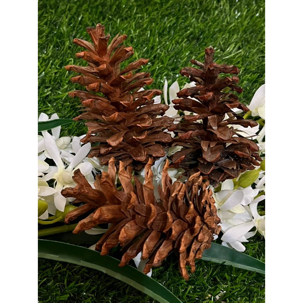 

Bunga Pinus Kering Gigitan Hamster