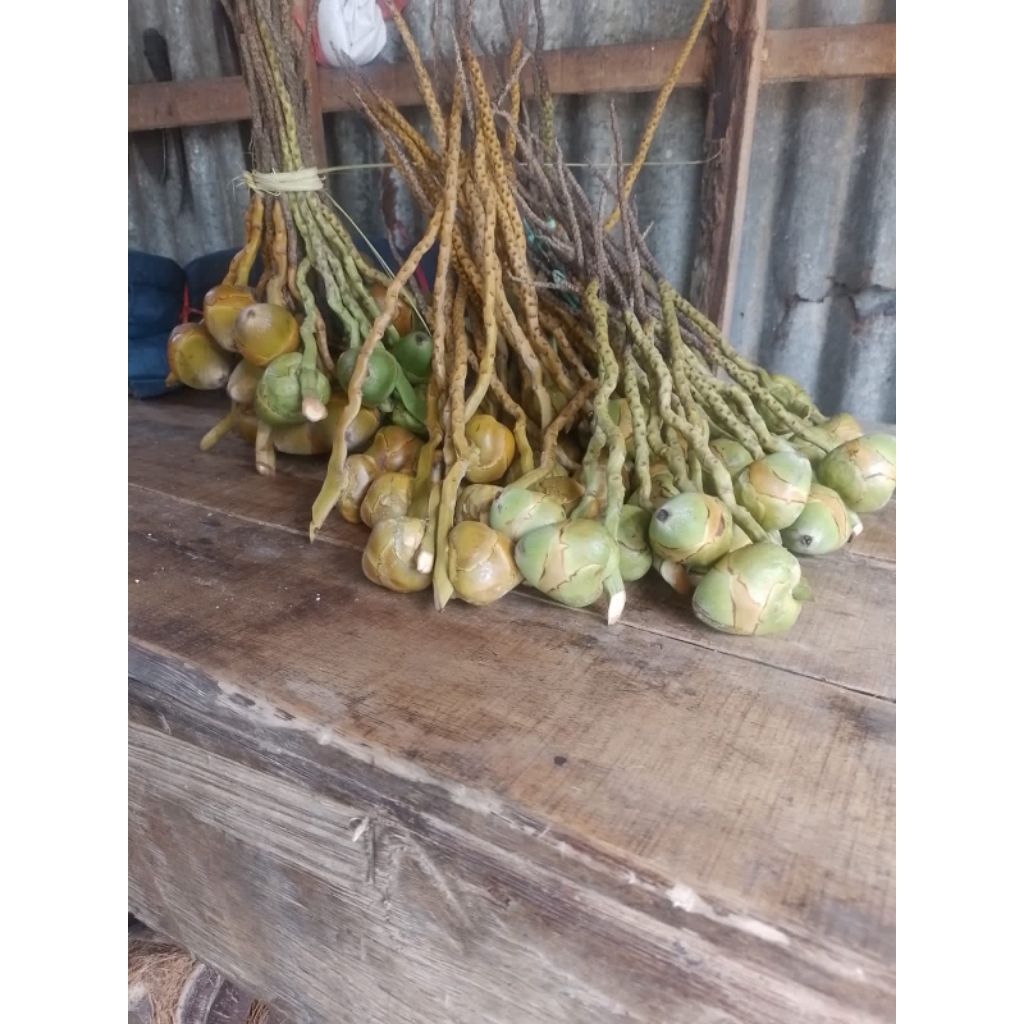 

tembuluk kelapa/12 buah