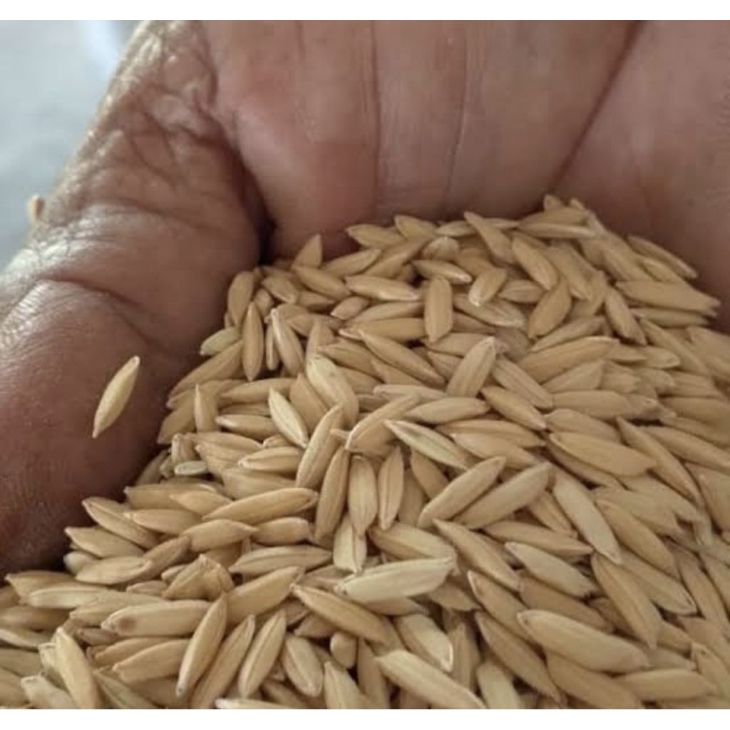 GABAH KERING / PADI KERING PAKAN TERNAK