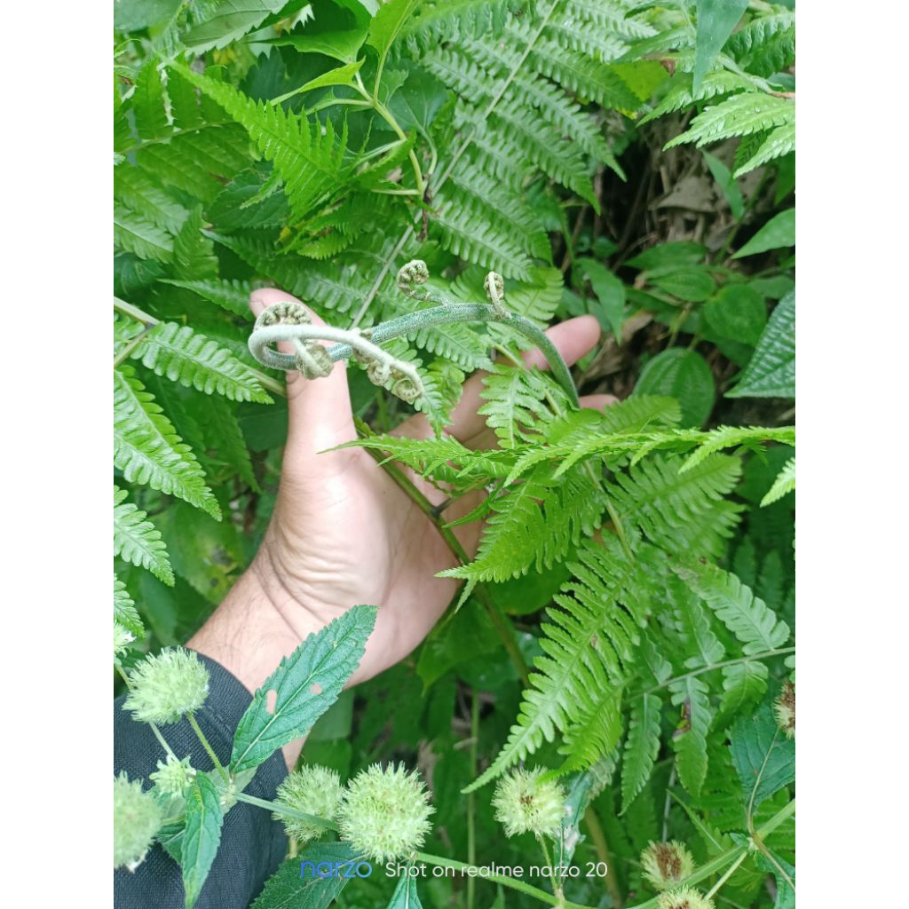 

pakissayurberkualitas