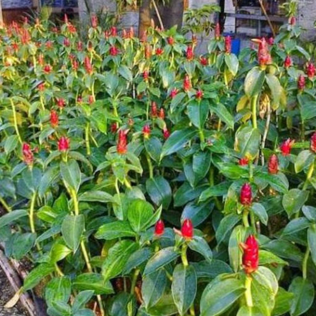 pohon pacingan / pohon pentul pacingan