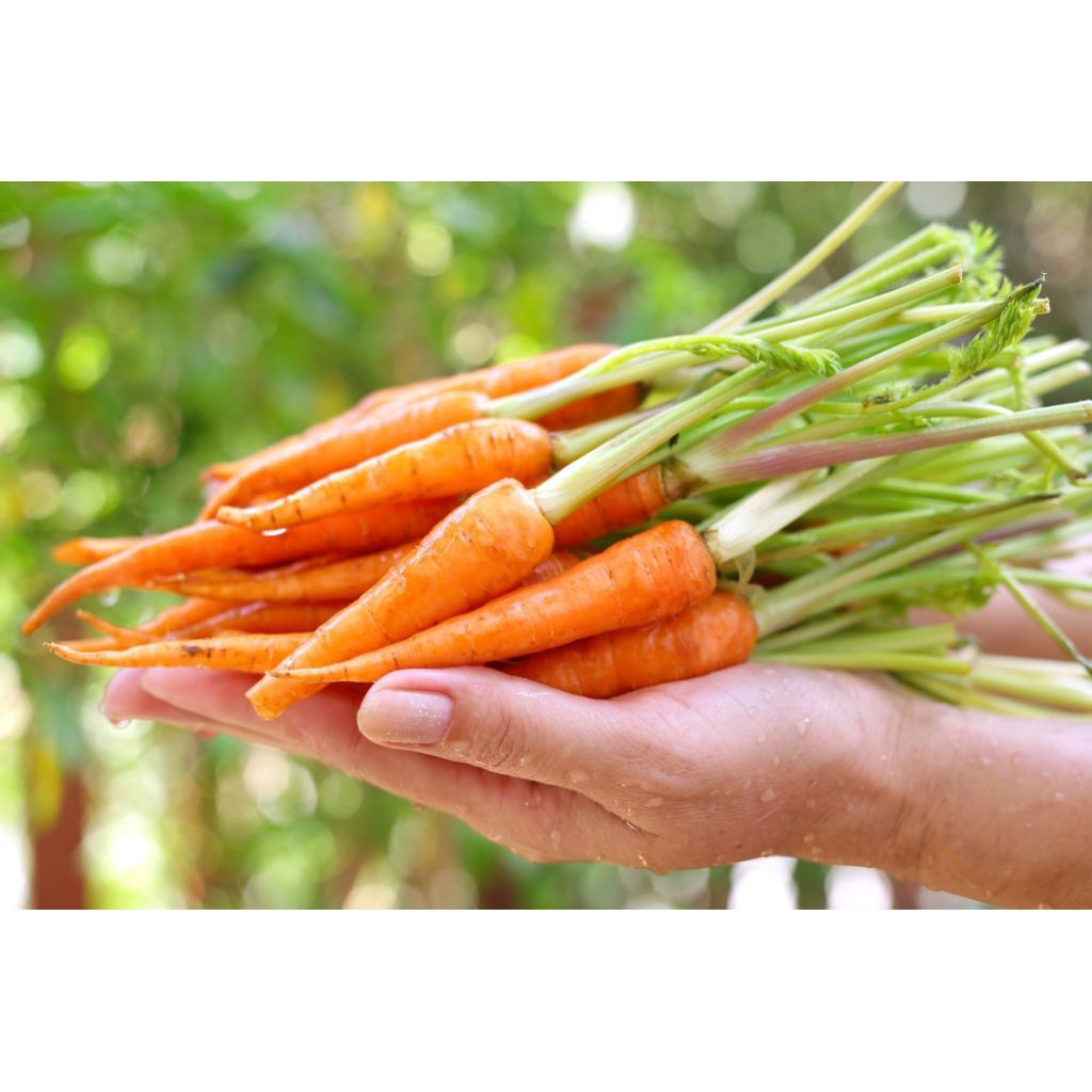 

baby wortel/wortel kecil 500g