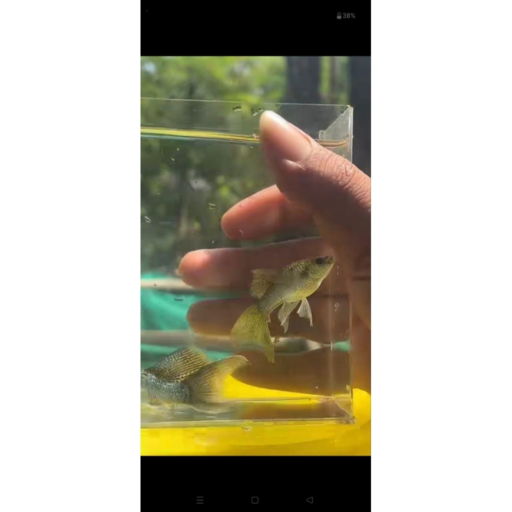 molly veiltail (slayer)