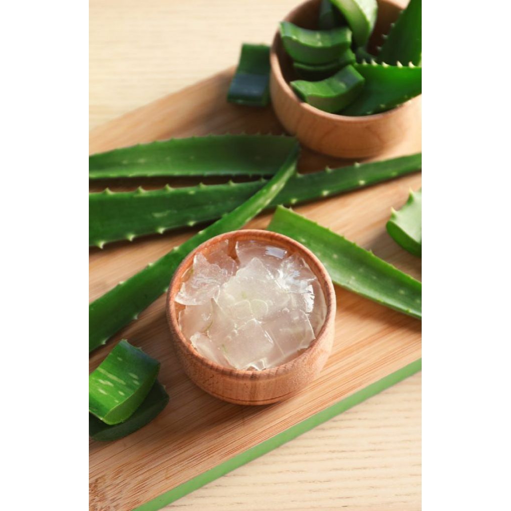 

Pelepah Lidah Buaya Aloevera Barbadensis Organik 1pcs