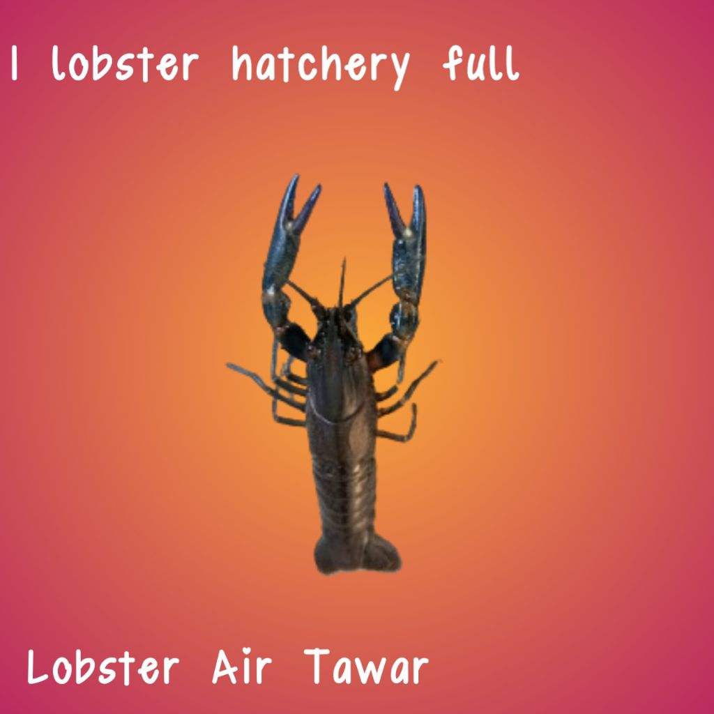 

Baru Redclauw uk. 2 inc lobsterr air tawar/air payau