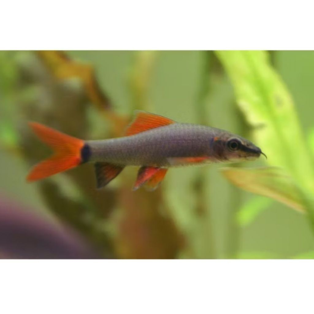 IKAN HIAS RED FIN REDFIN SHARK RED TAIL SIZE 4-6 CM RAINBOW SHARK PER EKOR [MINIMAL ORDER 8 EKOR]