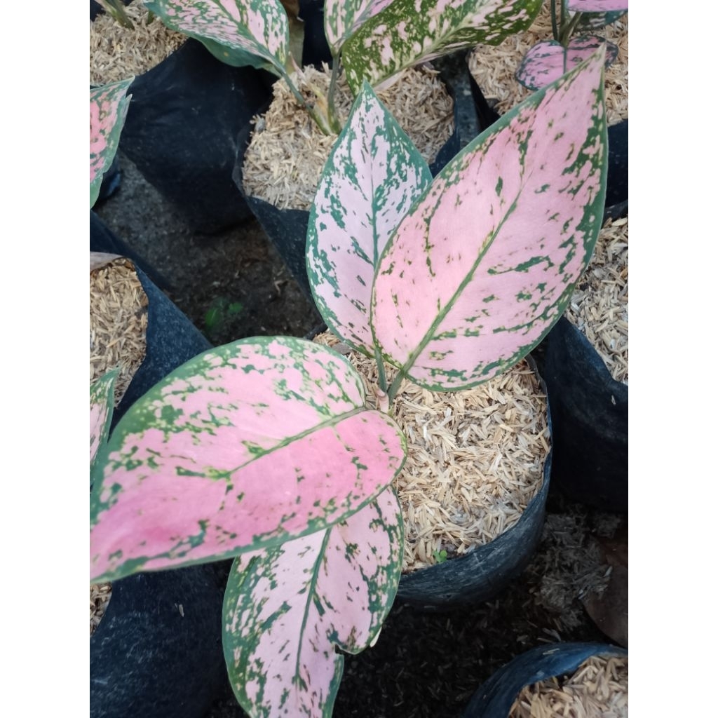 aglonema lady valentin