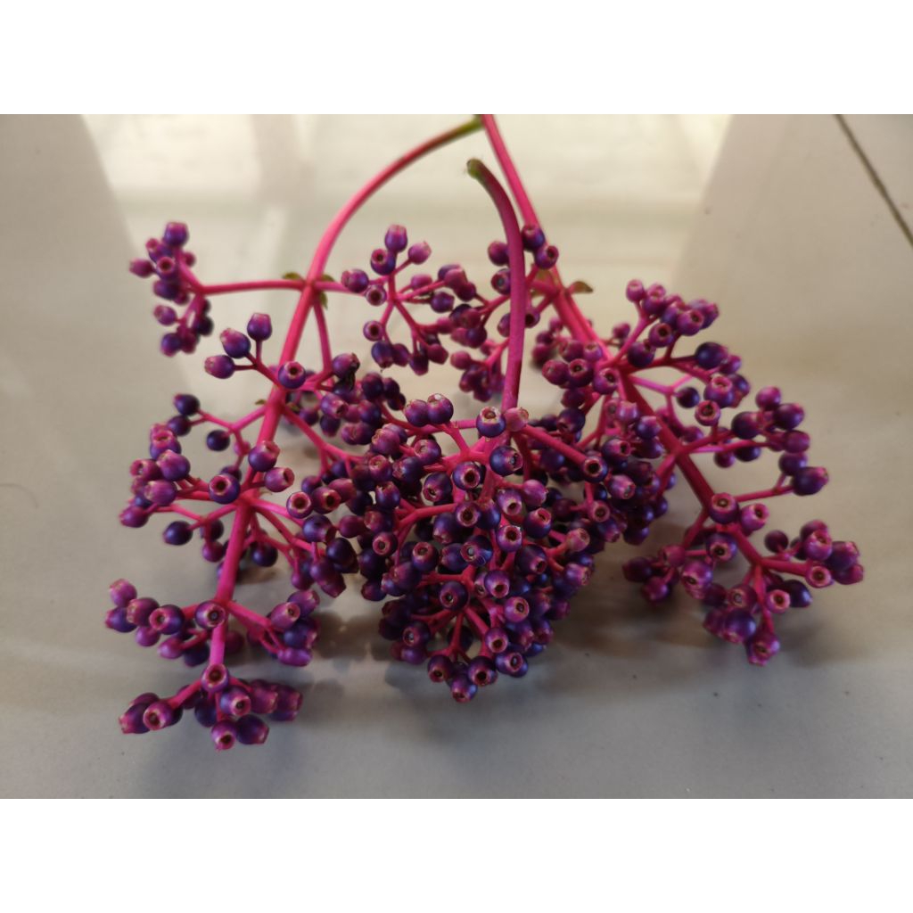 

100 gr - Buah Parijoto asli Gunung Muria, bagus untuk promil