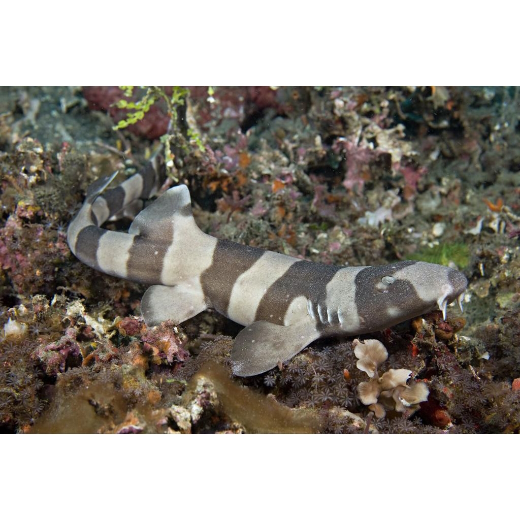 

IKAN HIAS LAUT ZEBRA SHARKS/ HIU ZEBRA