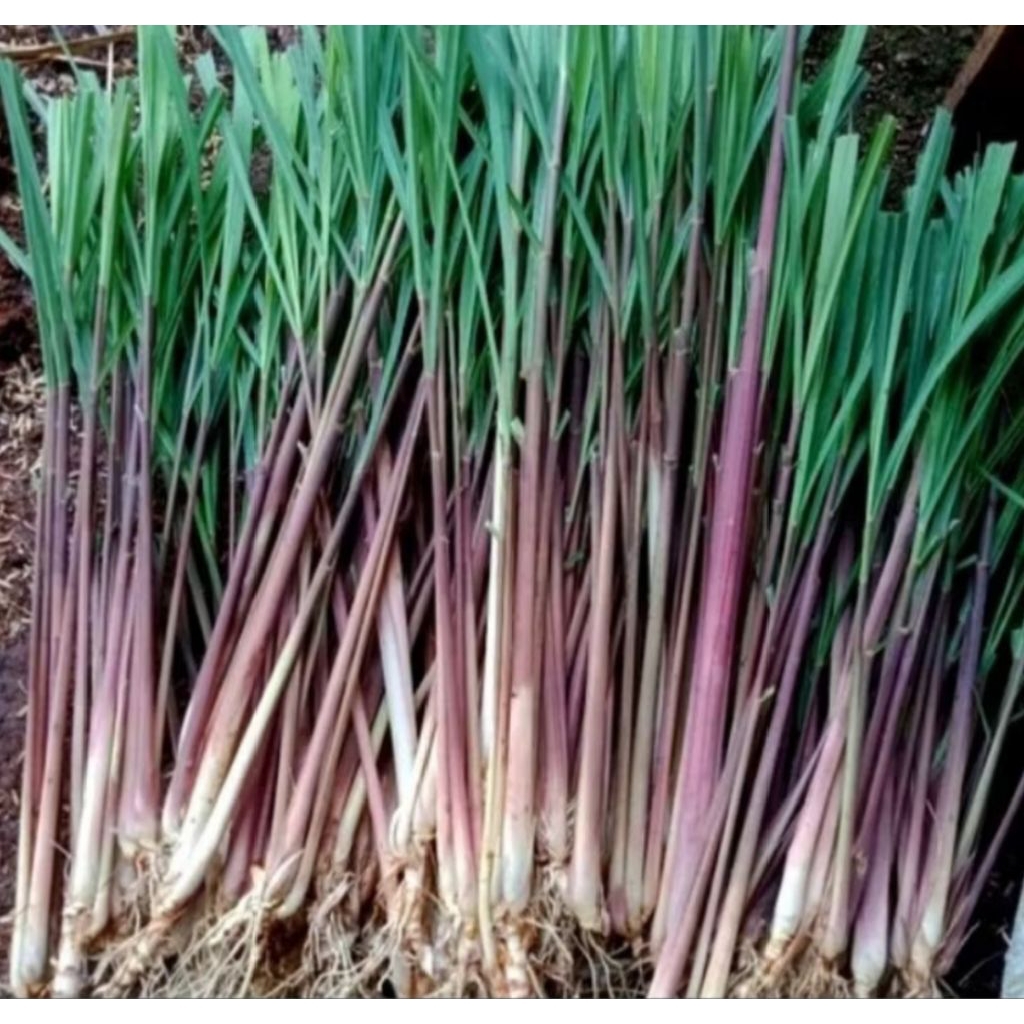 

1kg Sereh serai sereh merah sereh wangi harga murah