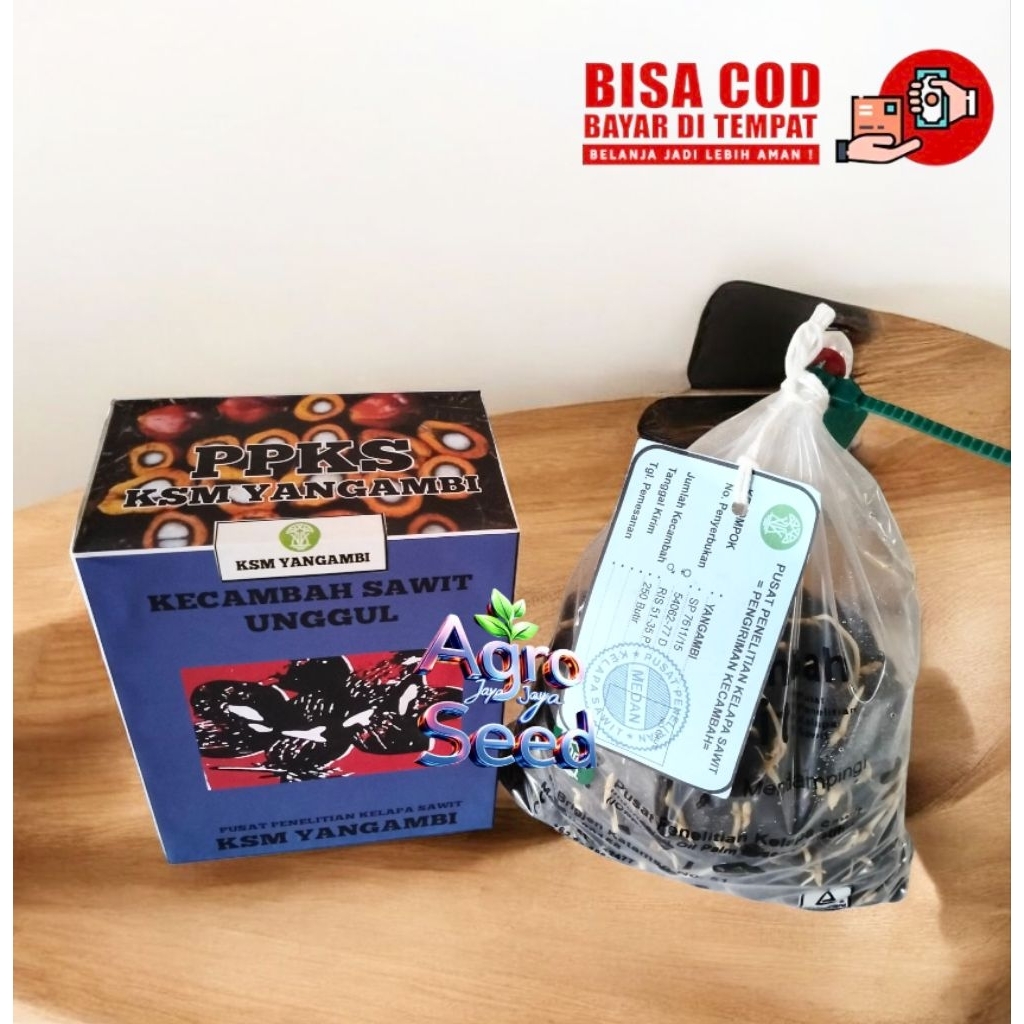 Bibit Benih Kecambah sawit DxP PPKS Yangambi