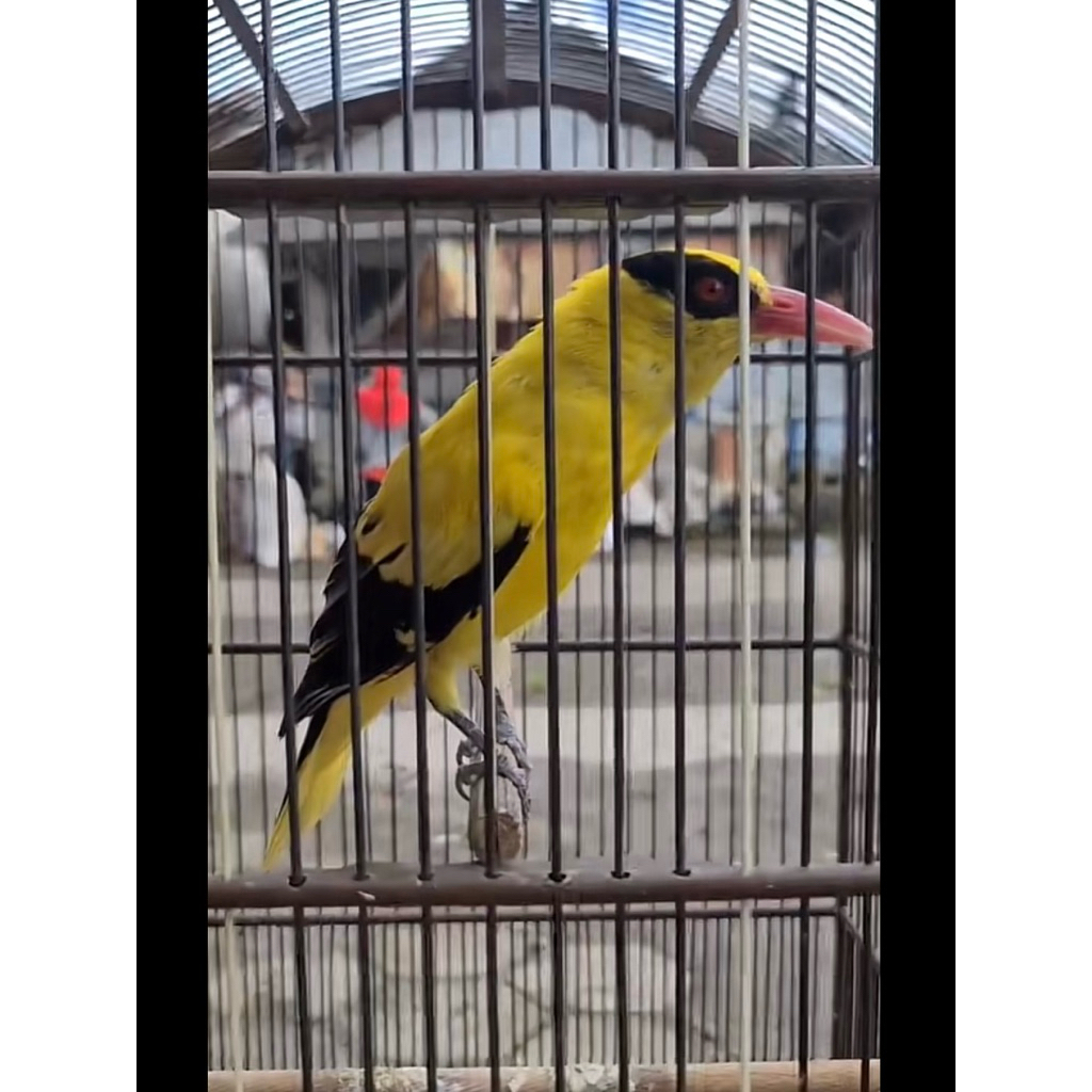 Burung kepodang sumbawa jantan gacoran