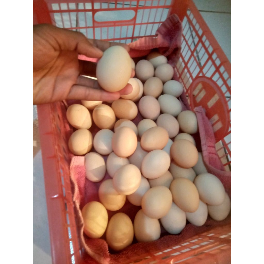 

TELUR FERTIL AYAM ELBA ATAU AYAM KAMPUNG ORGANIK....