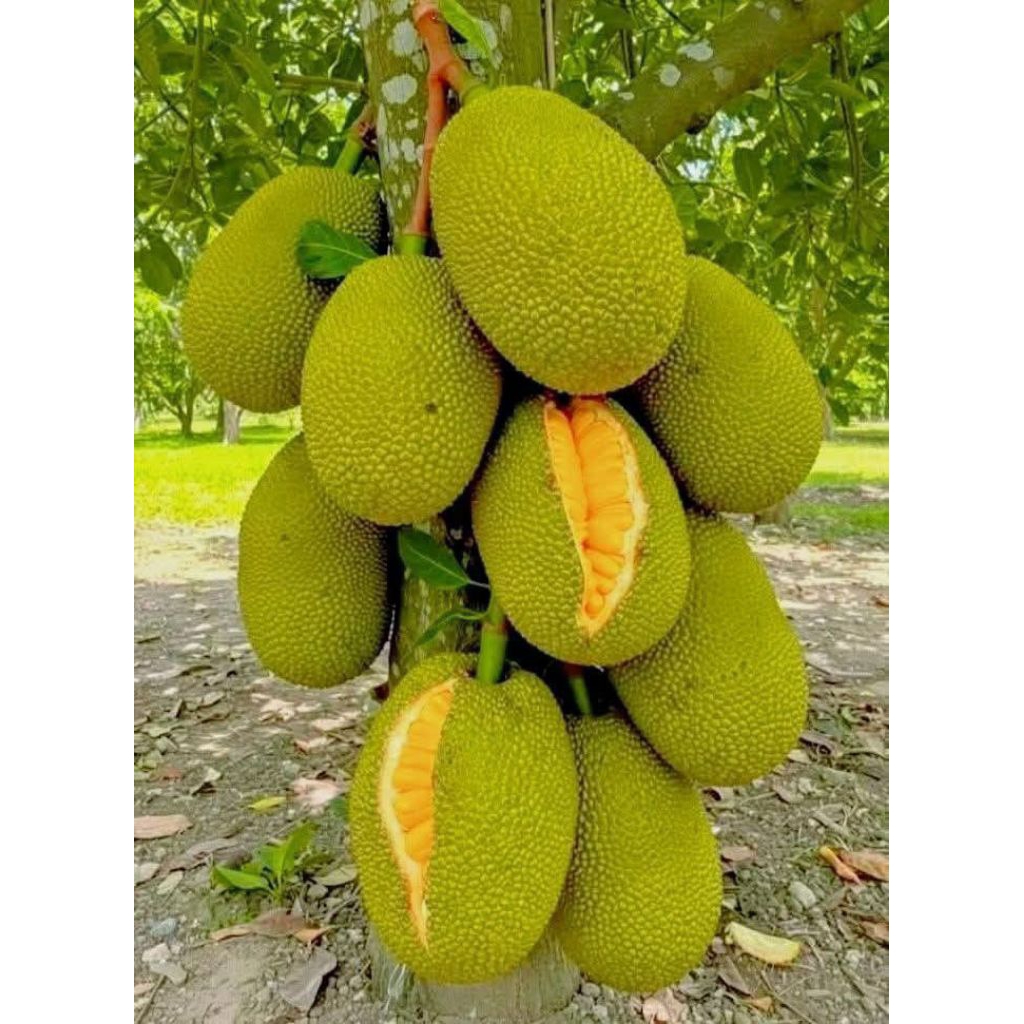 

BIBIT-NANGKA MADU HASIL OKULASI MUDAH BERBUAH