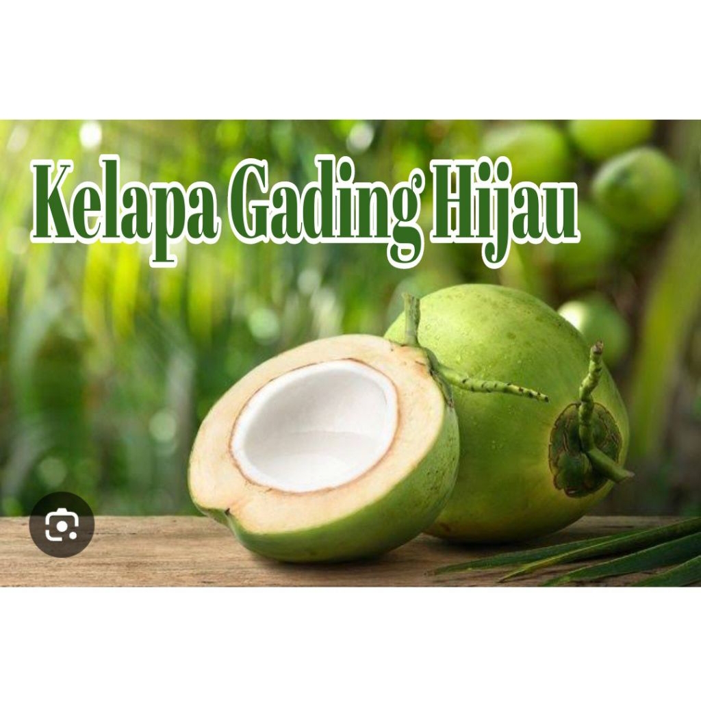 Bibit Kelapa GADING Hijau Asli