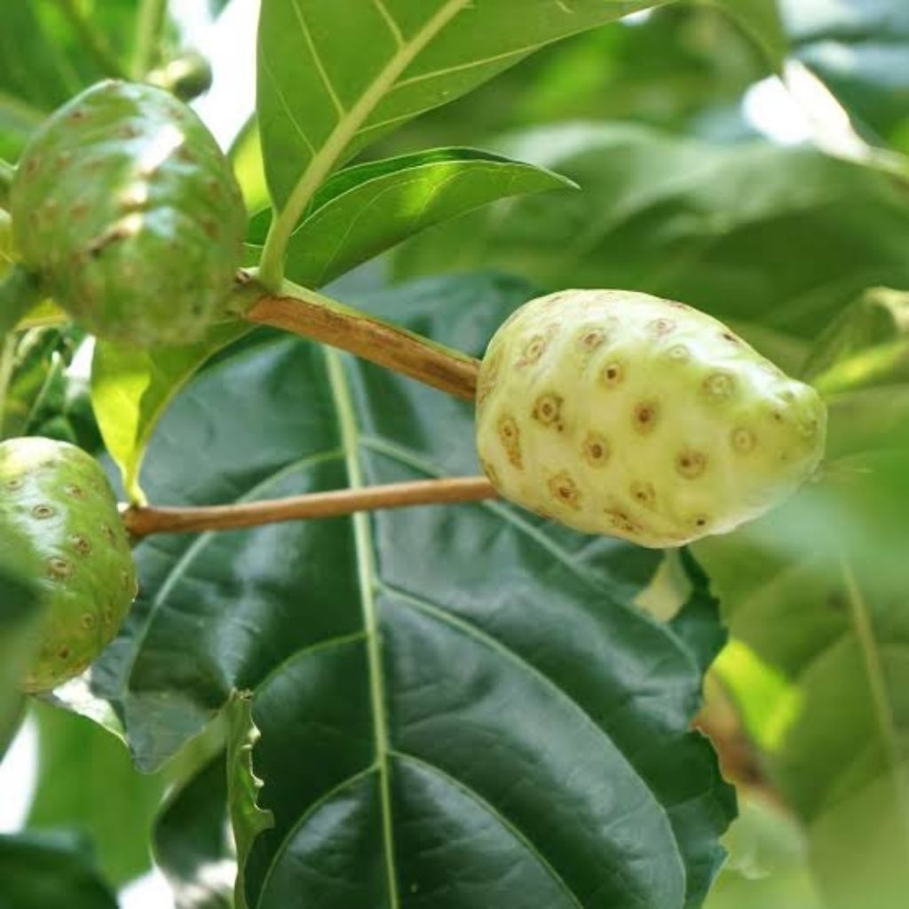 

Daun Pace / daun mengkudu 500 gram