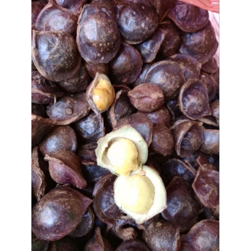 

Jengkol tidak dikupas/1kg