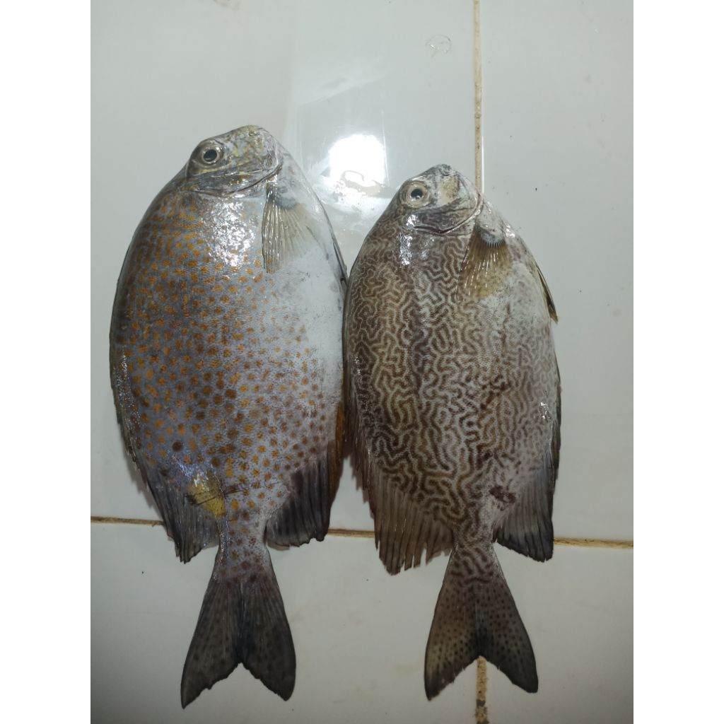

Ikan Fresh Baronang Karet Berat 1kg Size 1-2