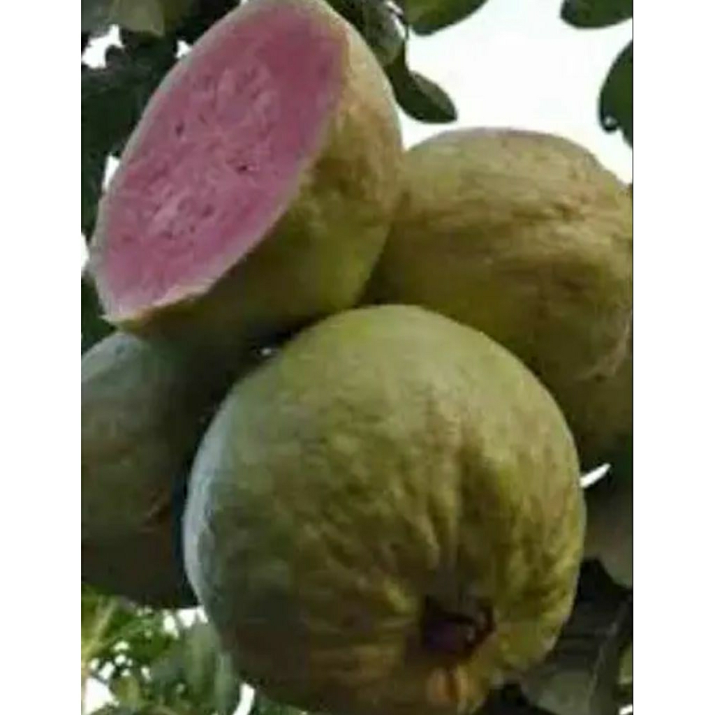 

jambu merah jus buah grade A 1 kg