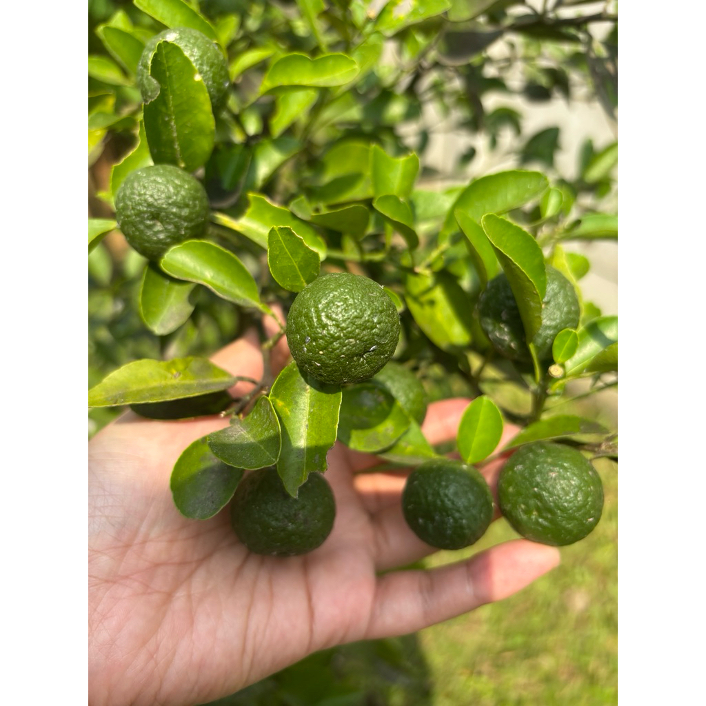 

Jeruk Limau Fresh Sambal Per biji