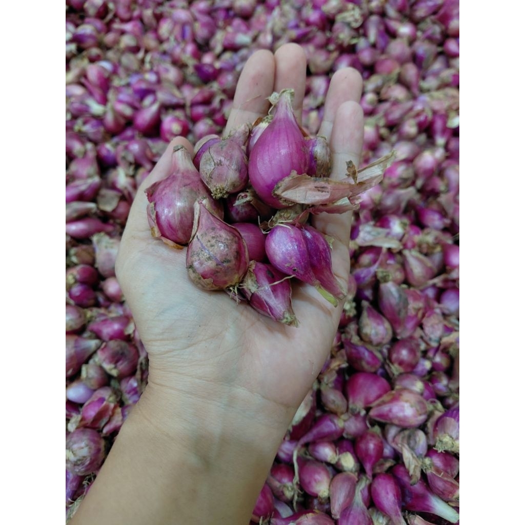 

Bawang merah ukuran campur berat 250gram