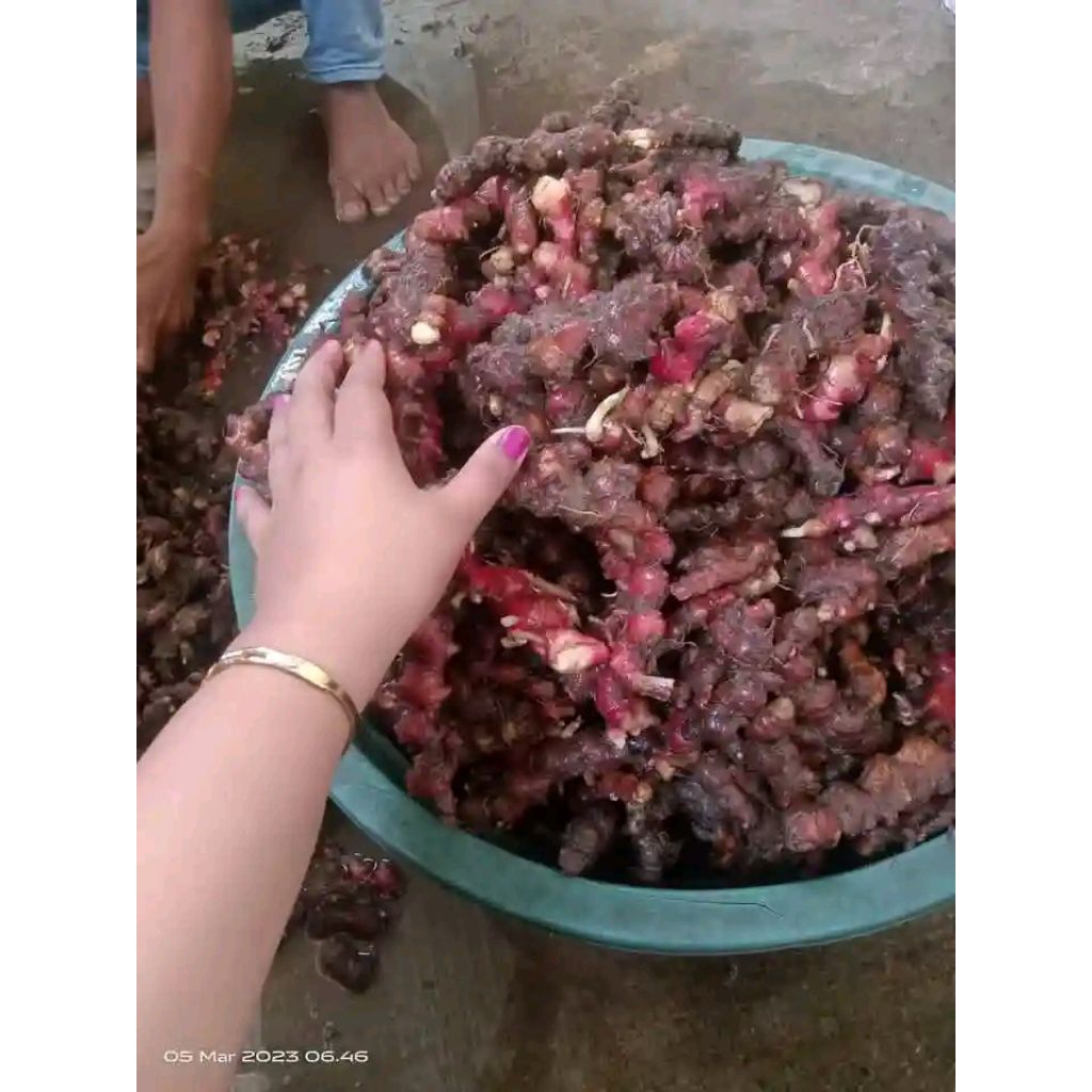 

JAHE MERAH SEGAR SUPER PILIHAN 1 KILO
