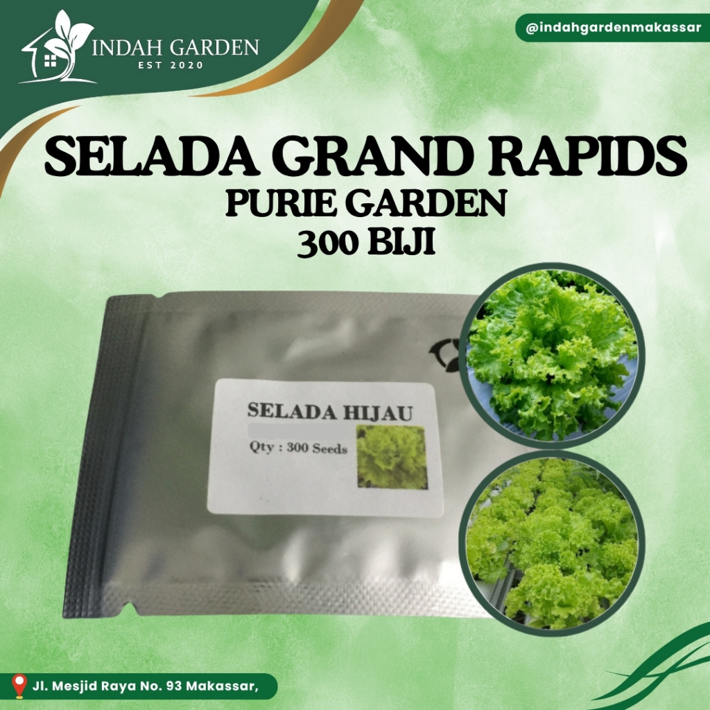 Purie - Selada - Lettuce- New Grand Rapid- 300 benih