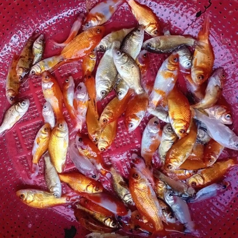 Ikan Mas Pakan Predator Baby Ikan Mas Hidup Perkantong Makanan Ikan Mas Kecil
