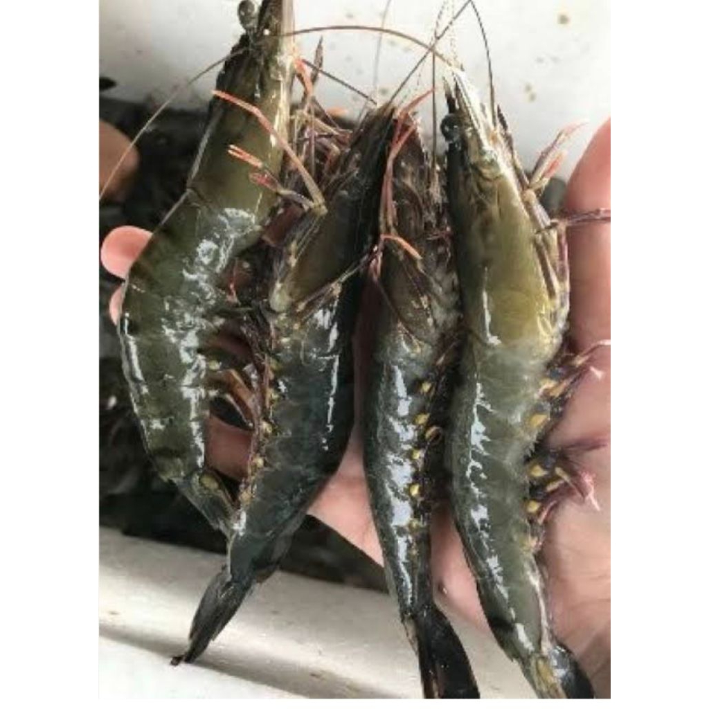 

paket udang tigar segar 5kg Fress pesan sore/malam di kirim pagi