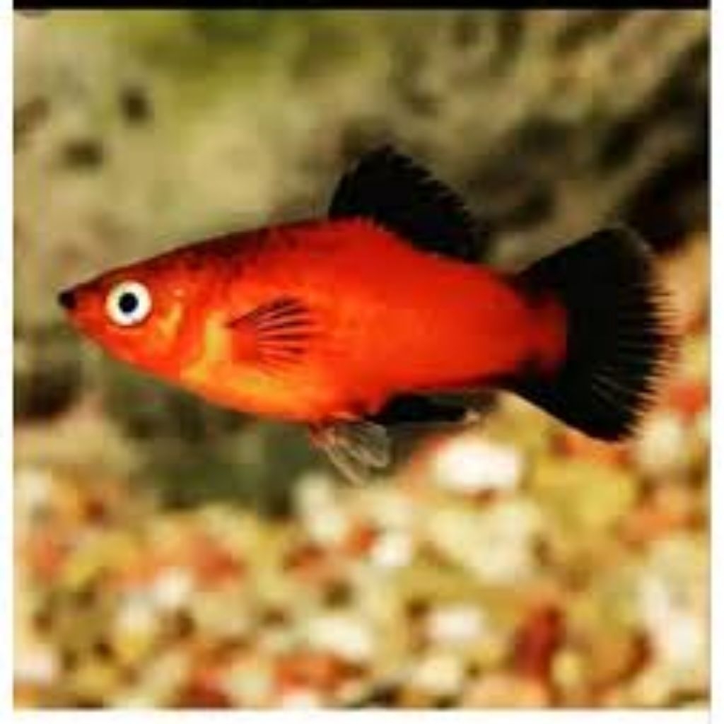 PAKET 100 EKOR ANAKAN MOLY MOLI MOLLY CORAL PLATY BLACKTAIL
