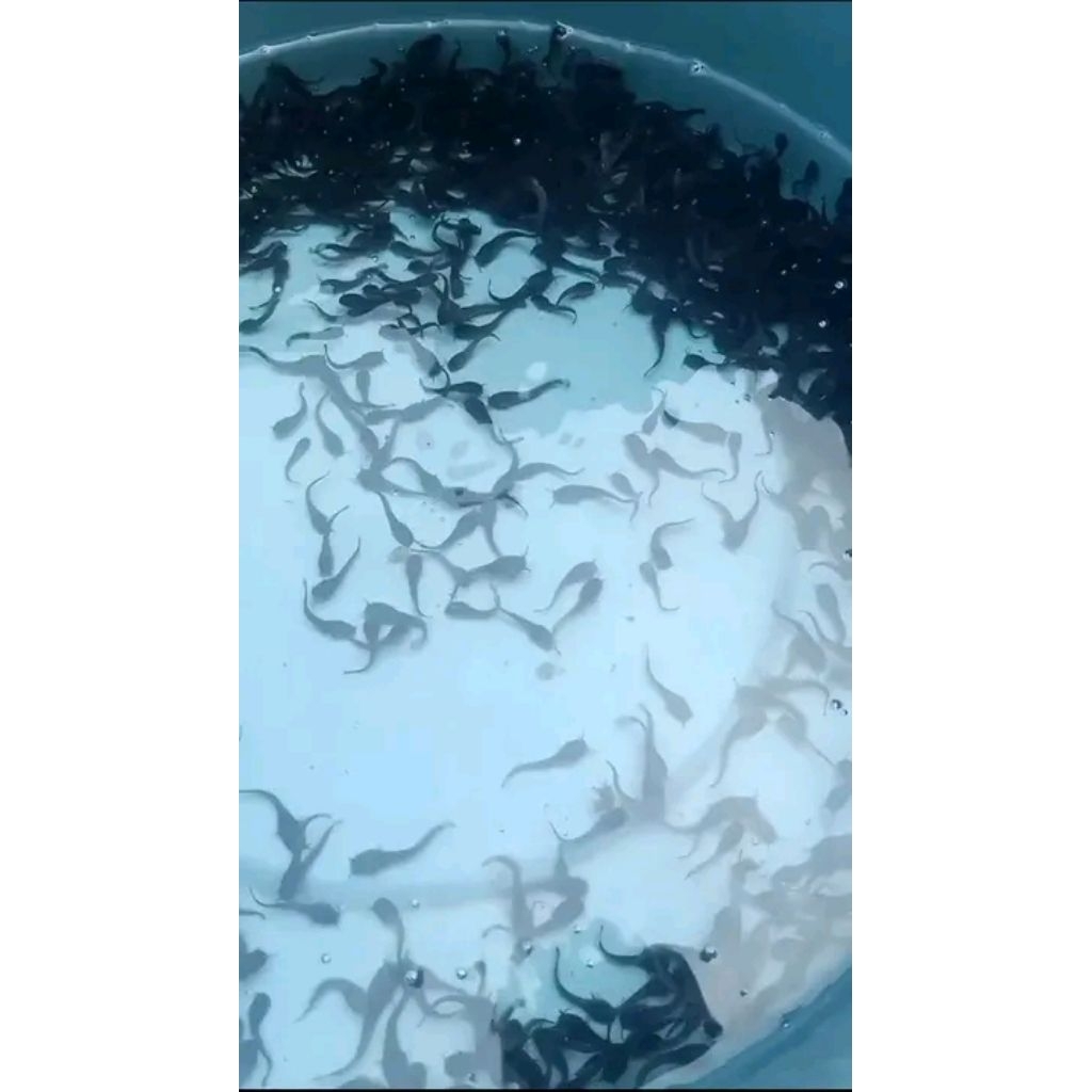 Bibit ikan lele ukuran 2-3cm paketan 50ekor