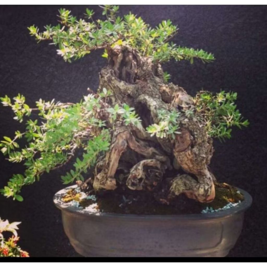 biji benih pohon santigi karang / bahan bonsai