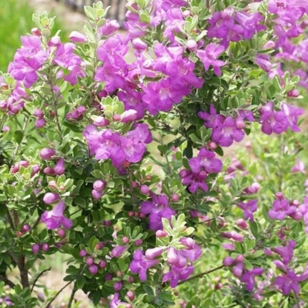 Tanaman Texas Ranger