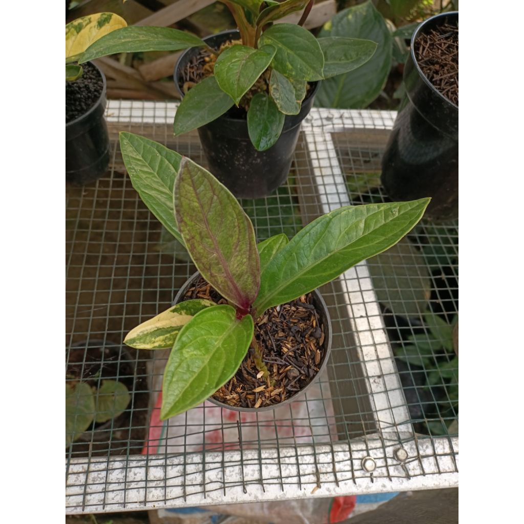 Anthurium jemani tornado black var
