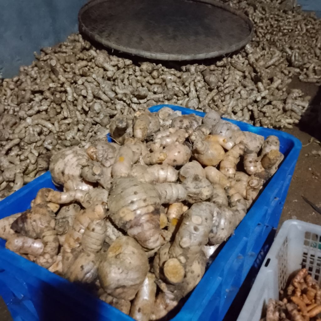 

temu putih segar fresh 1kg