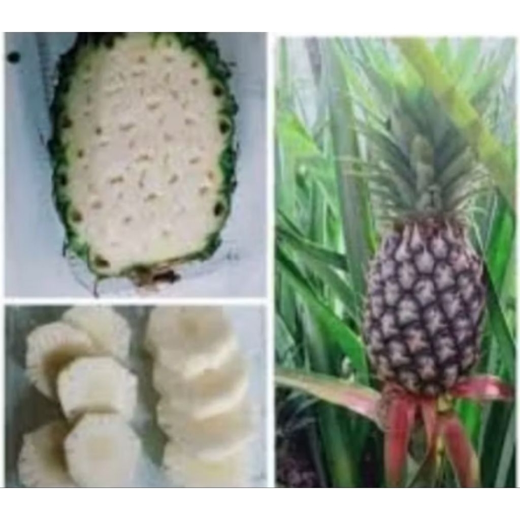 

nanas muda segar fresh per butir