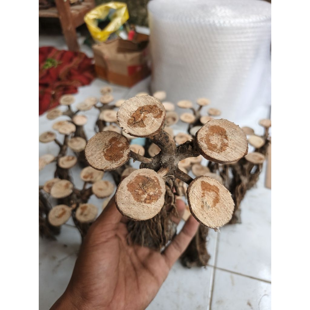 bonsai aquascape bonsai mini bahan hiasan aquarium dekorasi aquascape