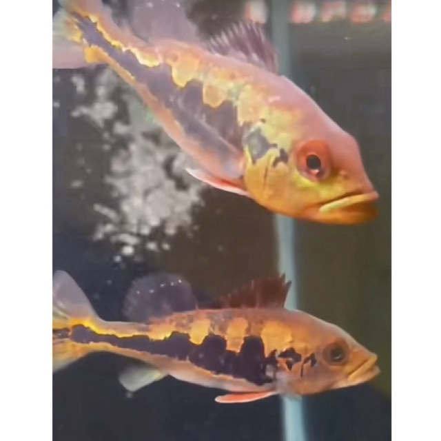 Kardus Isi Pbass/Peacock bass monoculus Gread A