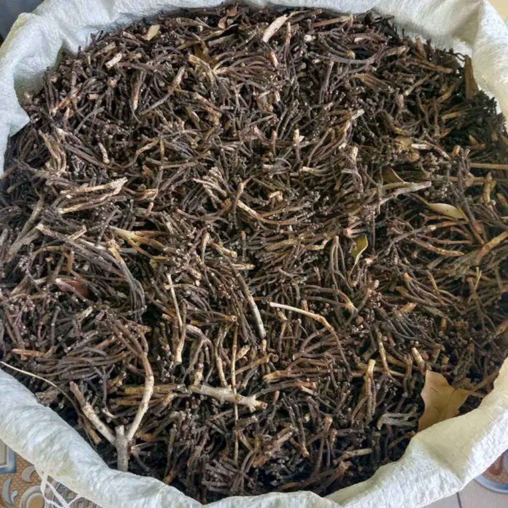 

Gagang cengkeh kering 1kg