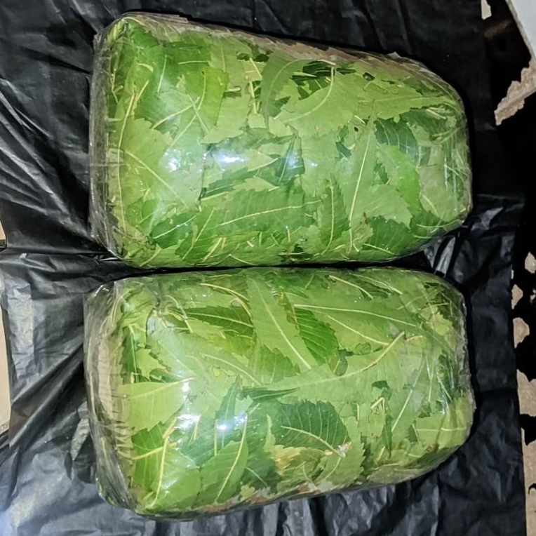 

Daun Mimba | Grade A Fresh 1kg