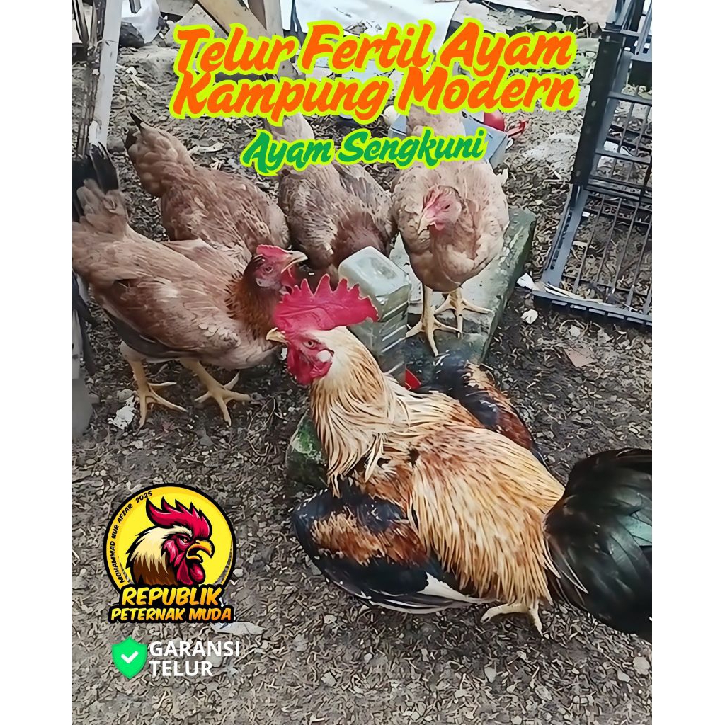 

PROMO MURAH Telur Ayam Sengkuni Spesial Color