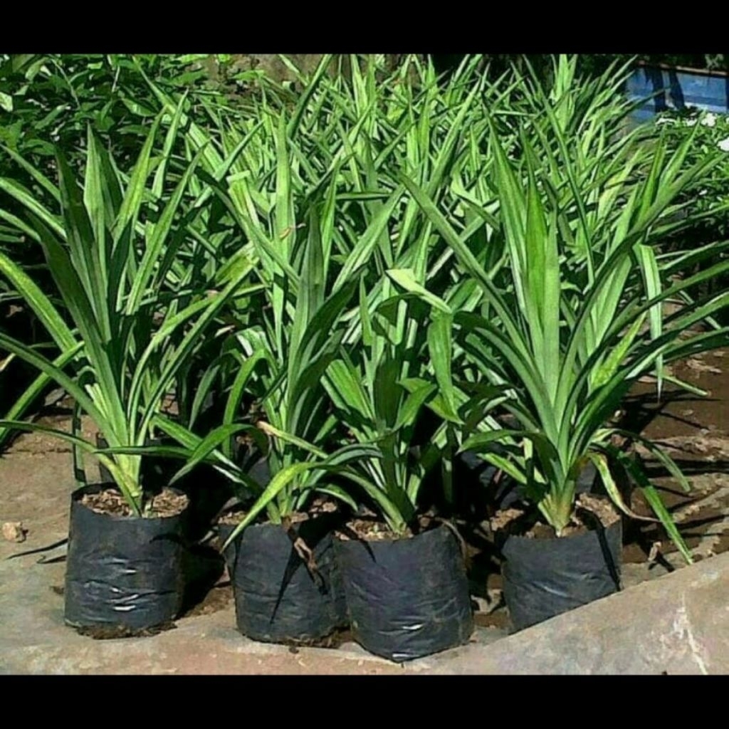 Pohon pandan wangi Bibit murah pohon pandan wangi