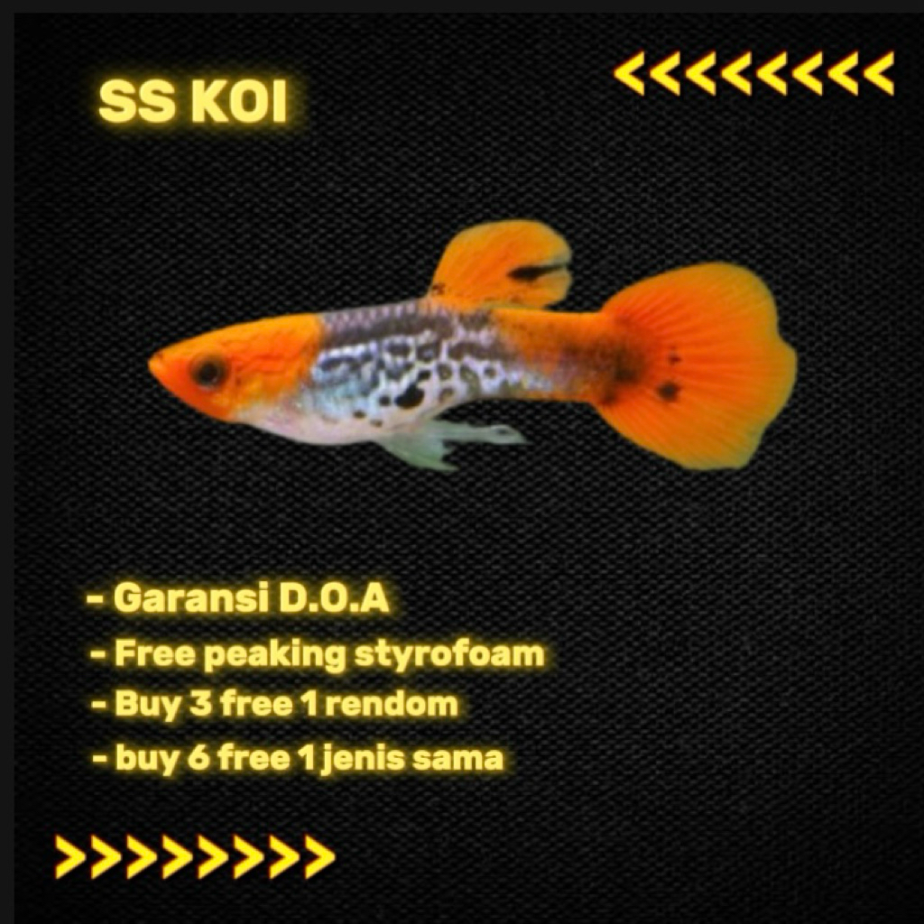 obat ikan guppy_ss Koi