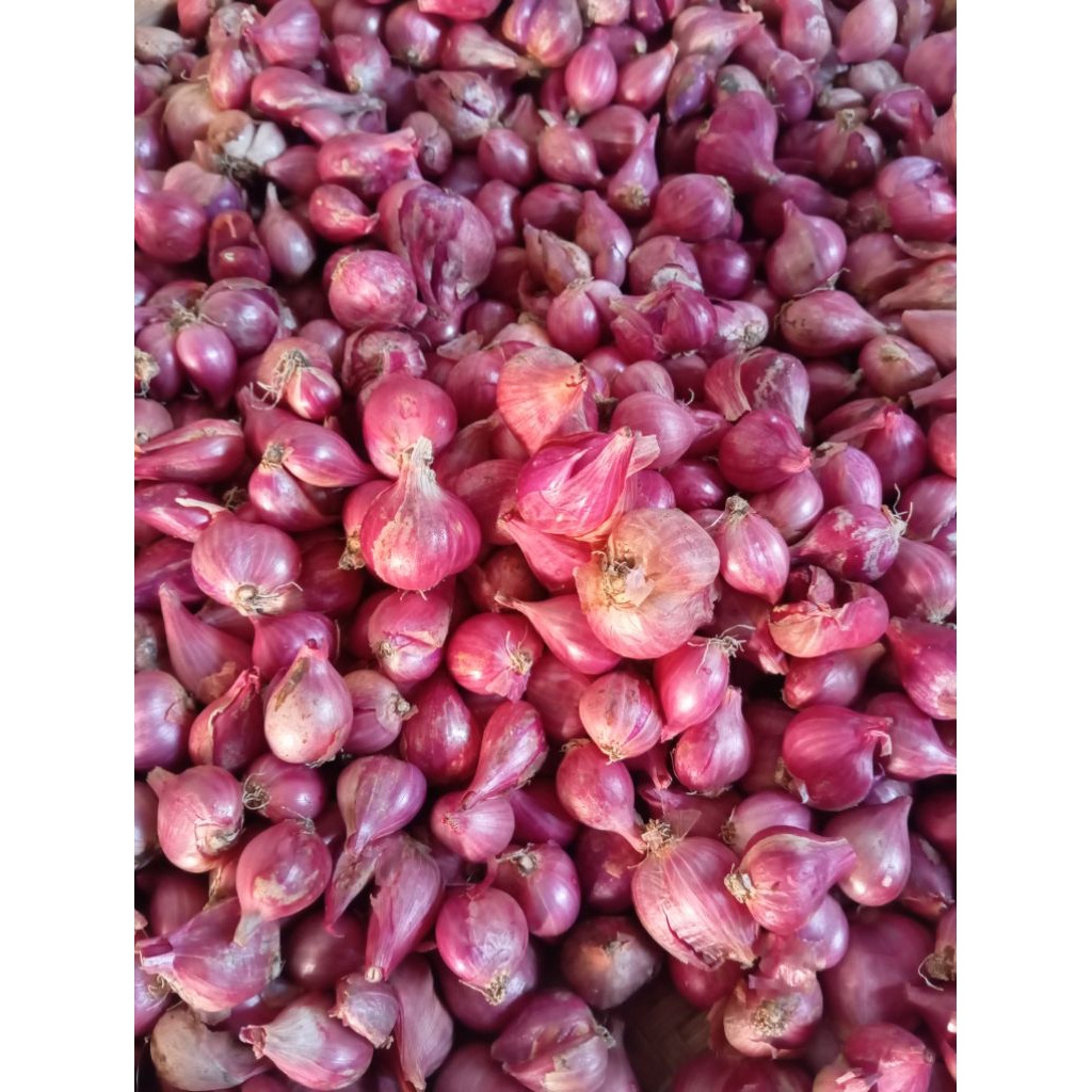 

Bawang Merah BESAR 1 kg dan 500 gram Asli Nganjuk